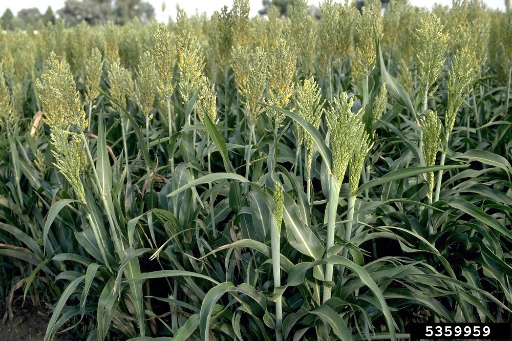 sorghum
